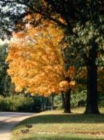 Guide to Chatham, VA