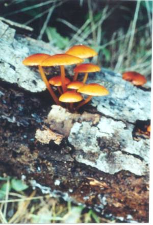 Toadstool