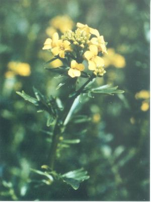 Early Winter Cress