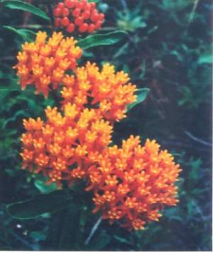 Orange Milkweed