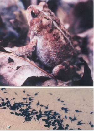 American Toad