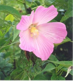 Swamp Rose Mallow