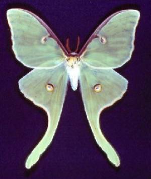 Luna Moth