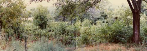 View toward the northwest, 1975