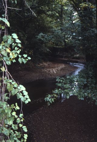 Cane Creek