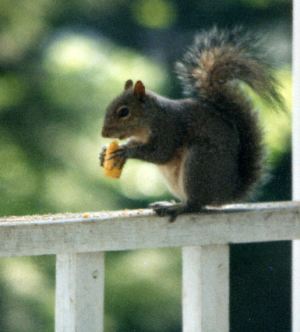 Pecan Pie Thief