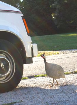 Guinea Rooster in Chatham