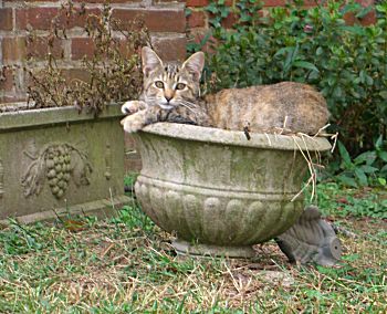 Classical Cat