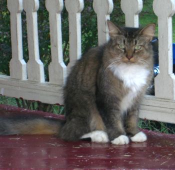 Porch Cat