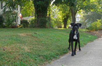 Sidewalk Dog