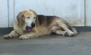 Porch Dog