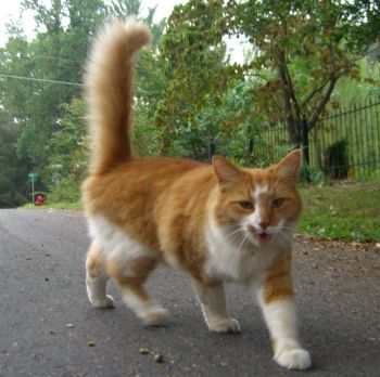 Walking Cat