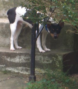 Hiding Dog