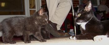 Generation Gap Cats