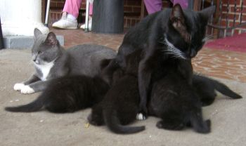 Fast Food Cats