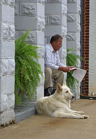 Book Dog