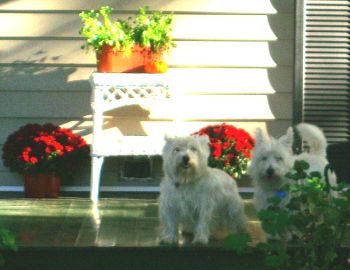 North Westie and South Westie