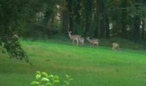 Deer