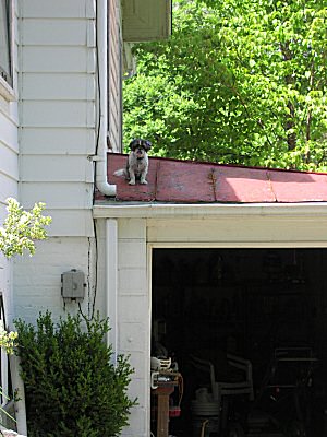 Roof, Roof