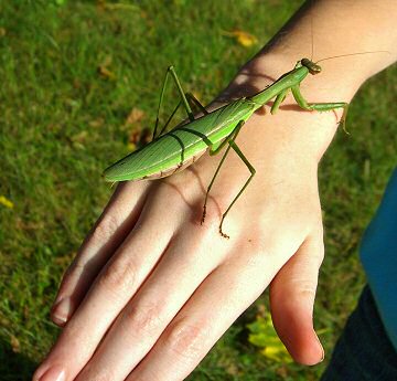 Praying Mantis
