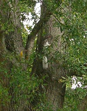 White Squirrel