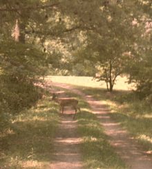 Surprise on Mansfield's lane
