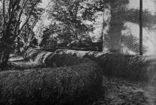 Box Hedges at Oak Hill