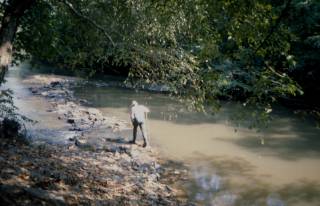 Native American fish weir in the Banister River
