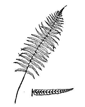 Narrow-Leaved Spleenwort