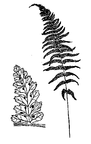 Hayscented Fern