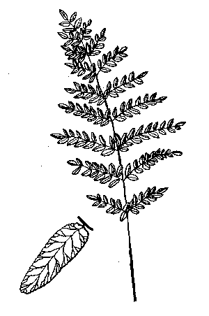 Royal Fern