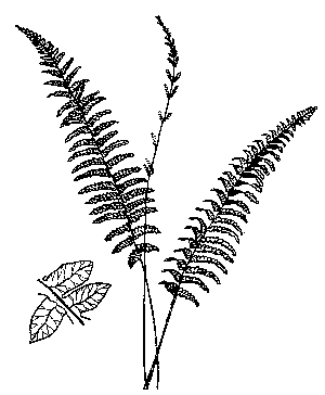 Cinnamon Fern