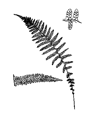 New York Fern