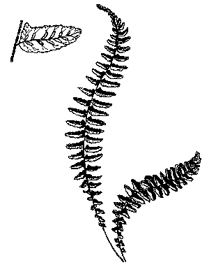 Ebony Spleenwort