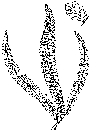 Maidenhair Spleenwort