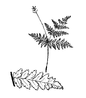 Rattlesnake Fern