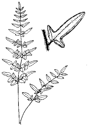 Purple-Stemmed Cliffbrake