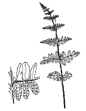 Blunt-Lobed Woodsia