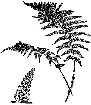 Lady Fern