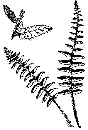 Christmas Fern