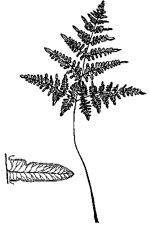 Bracken Fern