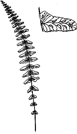 Black-Stemmed Spleenwort
