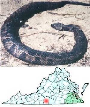 Brown Water Snake (Nerodia taxispilata)