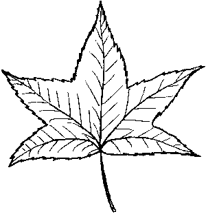 Sweetgum