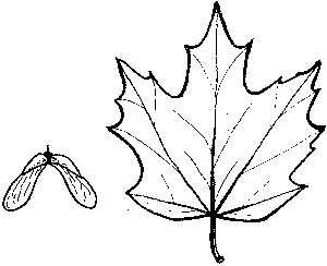 Sugar Maple
