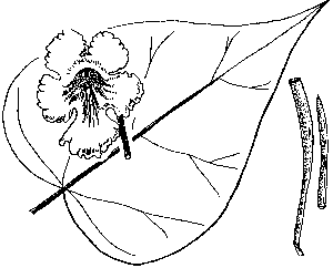 Catalpa