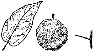 Osage Orange; Hedge Apple