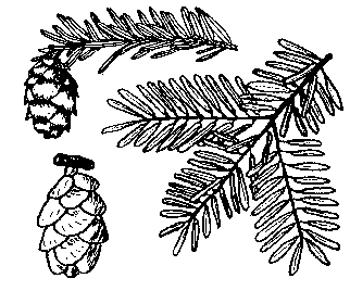 Canadian Hemlock