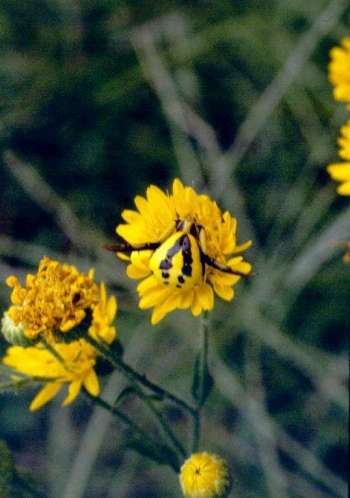 Crab Spider