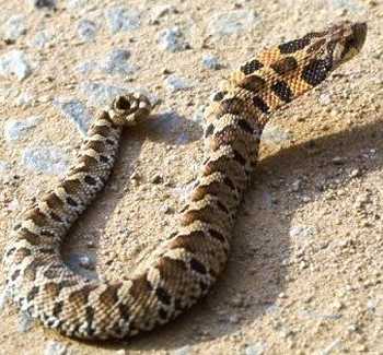 Hognose Snake